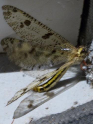 Réf. 235 955 : Palpares libelluloides